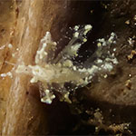 Eubranchus sp. AC